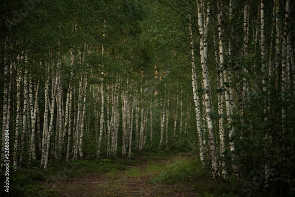 Obraz las późnym latem