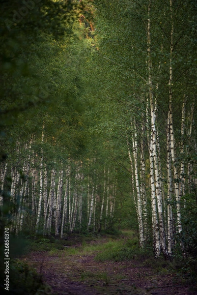 Obraz las późnym latem
