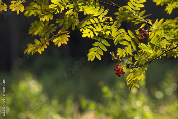 Obraz las późnym latem