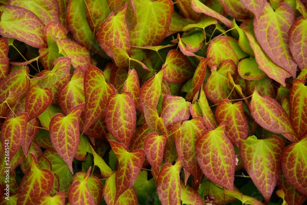 Fototapeta Epimedium leaves