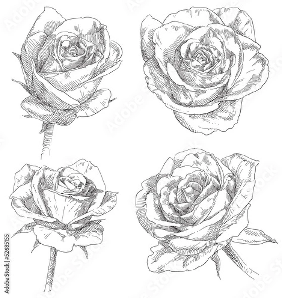 Obraz Hand drawing flower blossom