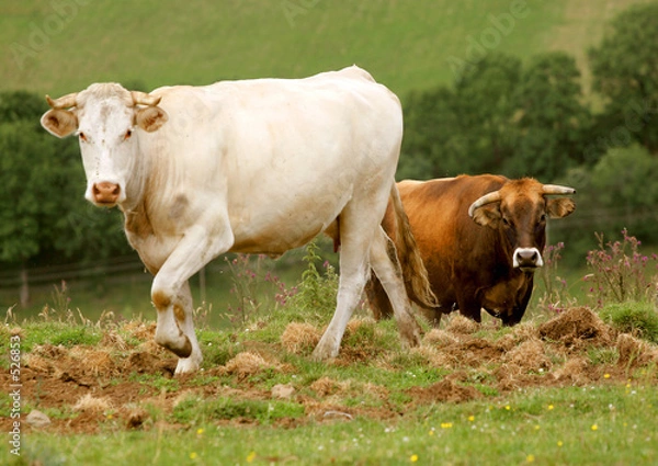 Obraz Vache et taureau