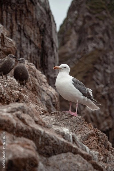 Fototapeta A seagull photographed in close-up stands on a rock (at the nesting site) with an indignant or surprised (possibly majestic) expression of the muzzle. There are other birds in the background.