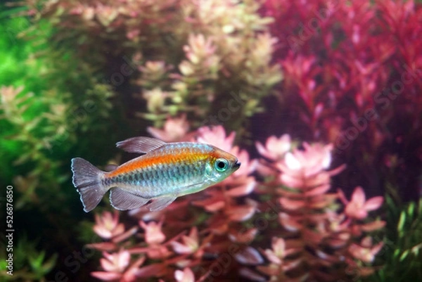 Fototapeta Aquarium fish : Congo tetra fish (Phenacogrammus interruptus) is a species of fish in African tetra family, found in the central Congo River Basin in Africa. Selective focus with blurred background