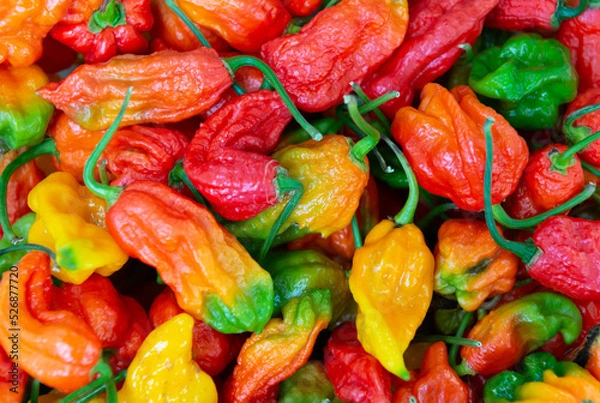 Obraz Ghost peppers, close up