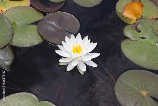 Obraz 白いスイレン