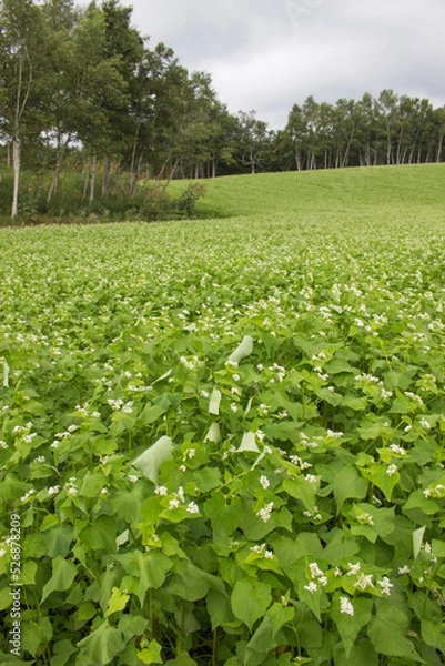 Obraz 美麻中山高原のそばの花