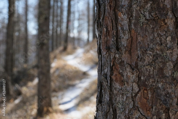 Obraz 雪の登山道。日本の雄大な自然。