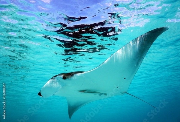 Obraz Manta Ray