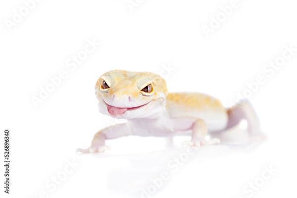 Obraz Cute Leopard Gecko on a white background
