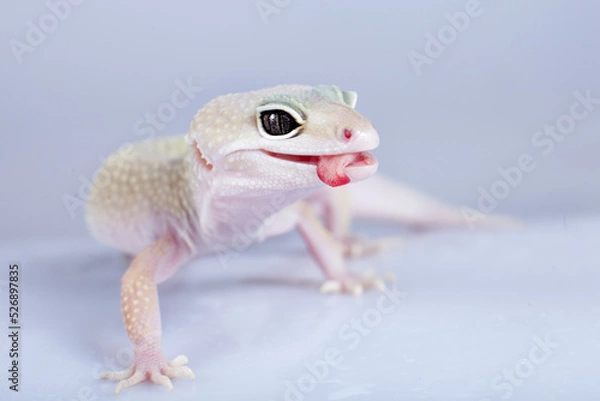 Obraz Leopard Gecko with licking itself on a white background