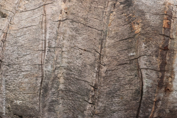 Fototapeta The texture of the bark of a coconut tree that is old and cut down