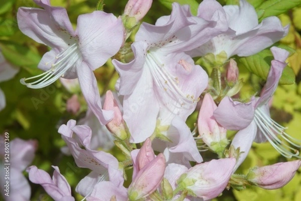 Fototapeta Full-color horizontal photo. Spring flowering of rhododendron Large clusters of red, purple and pink flowers.