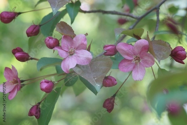 Obraz Full-color horizontal photo. Spring flowering of the apple tree. Large clusters of red and pink flowers.