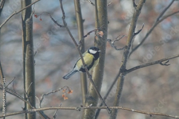 Obraz Full-color horizontal photo. Titmouse. A small gray bird with a yellow breast in the winter forest.
