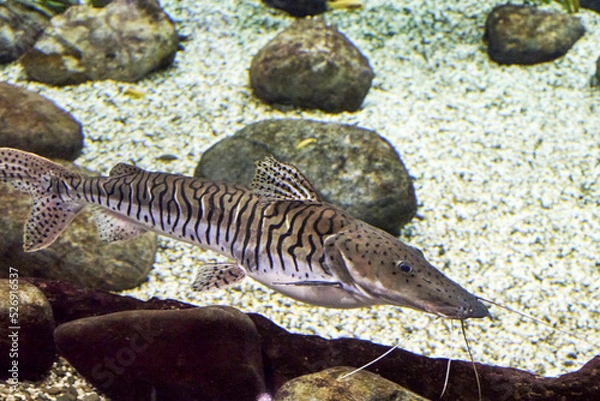 Obraz Pseudoplatystoma tigrovaya, a tiger catfish at the bottom of a reservoir among rocks