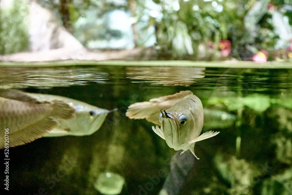 Obraz Aravan or light aravan Osteoglossum bicirrhosum is a tropical freshwater fish from the Aravan family of the order Aravaniformes