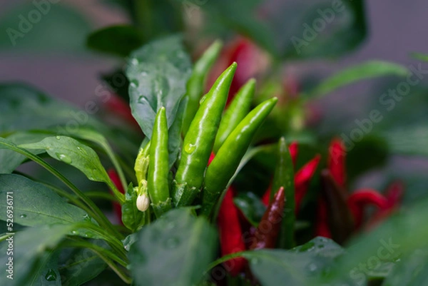 Obraz タカノツメ