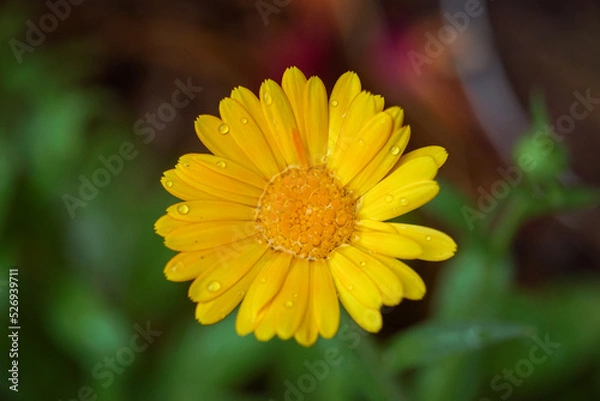 Fototapeta yellow flower with rain drops/ marigold flower / fleur jaune avec des gouttes de pluies / fleur de souci 