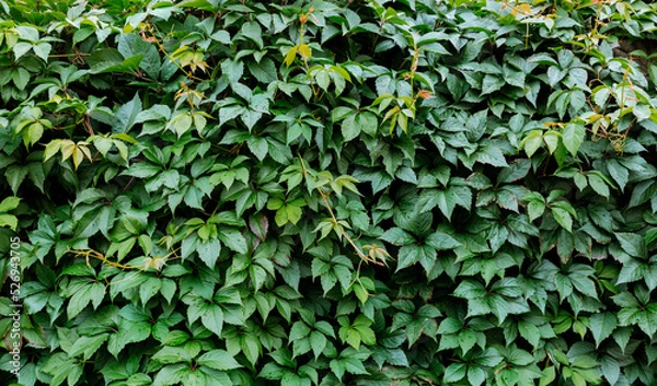Fototapeta Decorative background of wild green grapes leaves. Nature texture. Banner. Five-leaved ivy natural wallpaper. Copy space. Garden hedge. Thickets creeper. Front and back yard decor. Autumn landscape