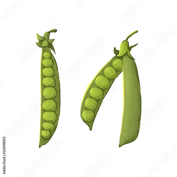 Obraz Autumn harvest: peas. Color illustration on a white background.