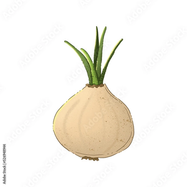 Obraz Autumn harvest: onions. Color illustration on a white background.