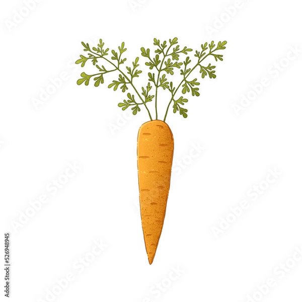 Obraz Autumn harvest: carrots. Color illustration on a white background.