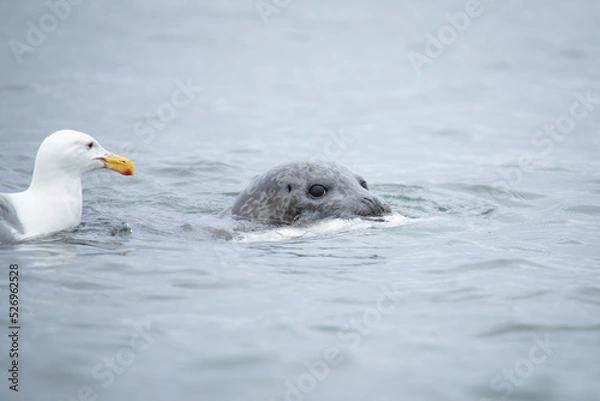 Obraz Kamchatka seal in Bering sea