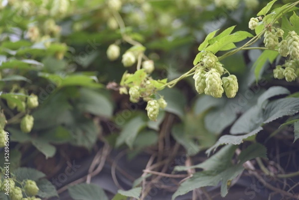 Fototapeta hops, beer, varieties dominated by herbal, spicy and citrus tones, alpha acids, beta acids, oils, flowering climbing plant, hemp family, hopping, intoxication, green branches of hops