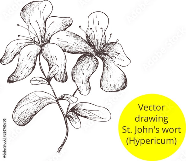 Fototapeta Digital Hand drawn vintage sketch.
Vector Image of St.John's wort. 
Outline of the silhouette isolated. 
Eps  template print for label, pharmacy package, box