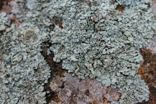 Fototapeta Old wall texture