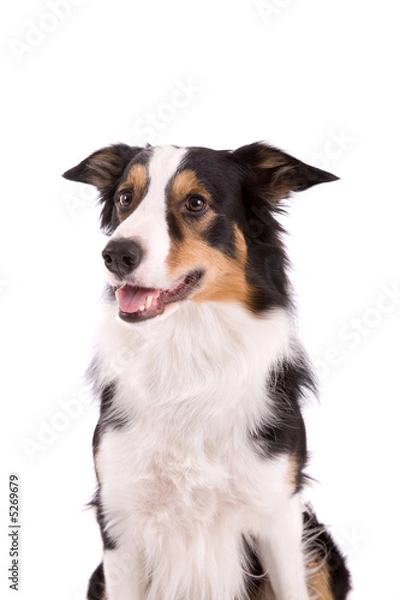 Fototapeta Sheepdog