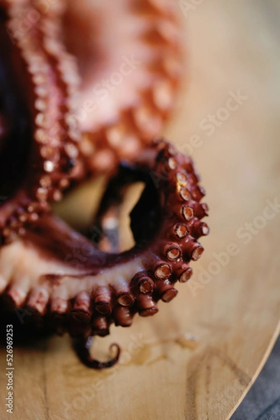Fototapeta Octopus