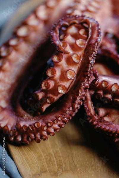 Fototapeta Octopus
