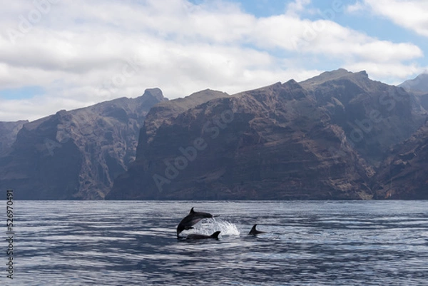 Fototapeta Scenic view on jumping bottlenose dolphins sticking out of water near cliff Los Gigantes, Santiago del Teide, west coast Tenerife, Canary Islands, Spain, Europe. Mammals swimming in Atlantic Ocean