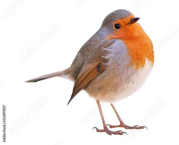 Fototapeta Robin (Erithacus rubecula) isolated on PNG transparent background 