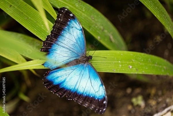 Fototapeta Papillon Bleu 2
