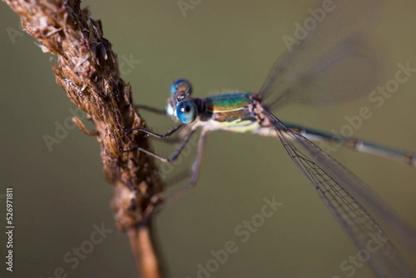 Obraz Libellule Macro 6