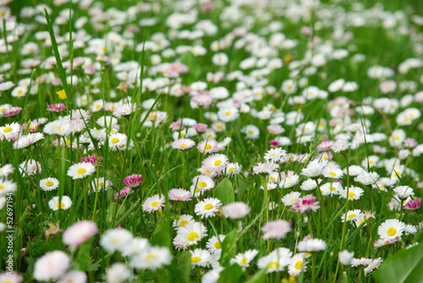 Fototapeta Dense daisy flower background