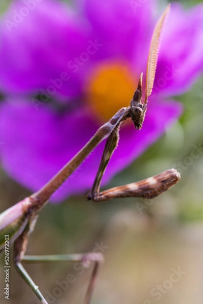 Fototapeta Mante - Empuse Pénné
