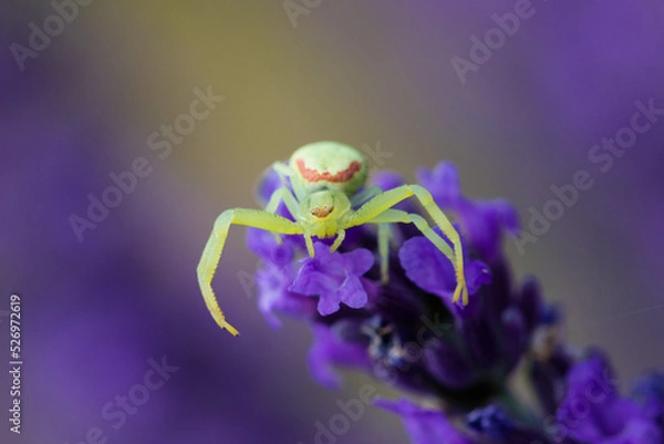 Obraz Araignée Lavande Macro 3