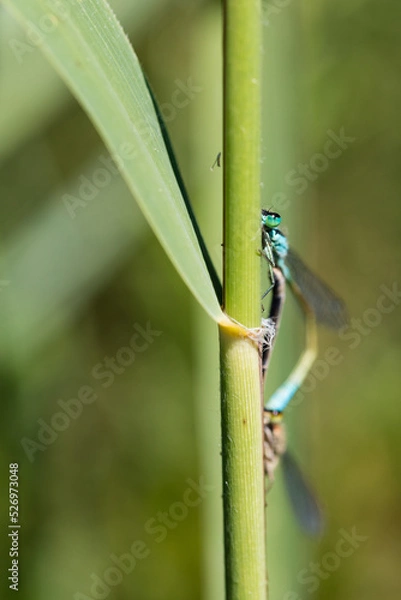 Obraz libellule Macro