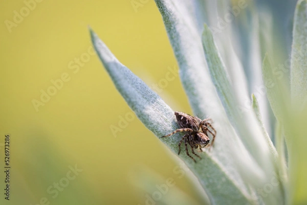 Obraz Araignée Macro