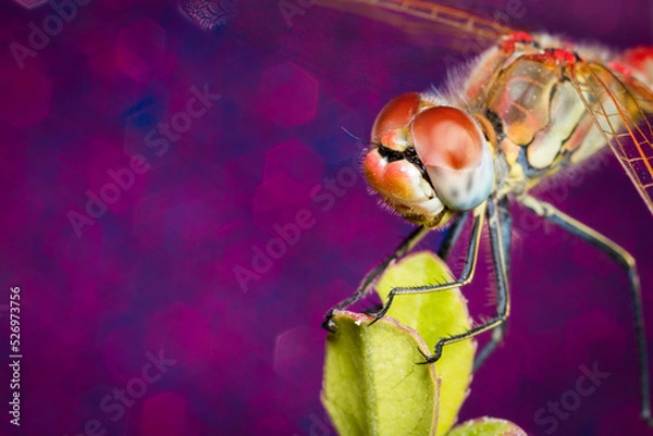 Obraz Libellule Macro 3