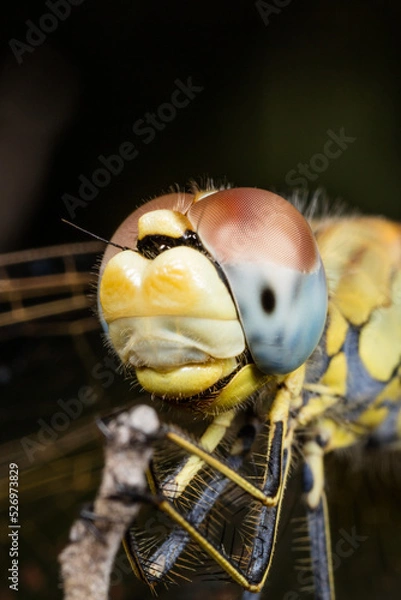 Obraz Libellule Macro 2