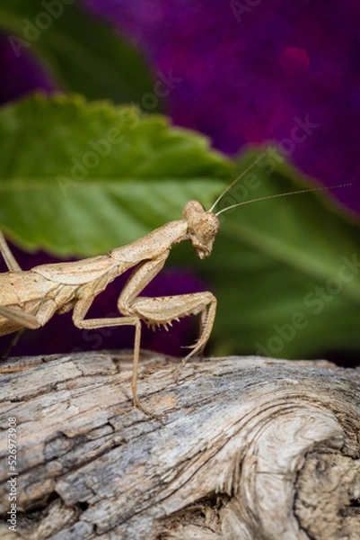 Obraz Mante Religieuse Macro 11