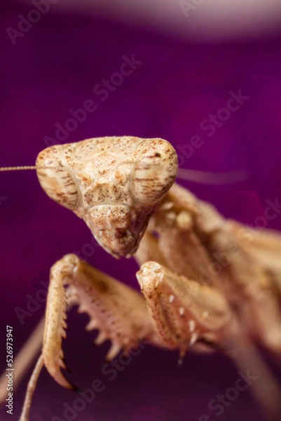 Obraz Mante Religieuse Macro 9