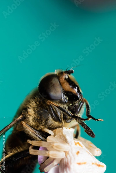 Obraz Araignée Macro 3