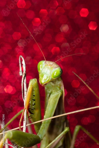 Obraz Mante Religieuse Macro 6