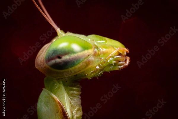 Obraz Mante Religieuse Macro 2